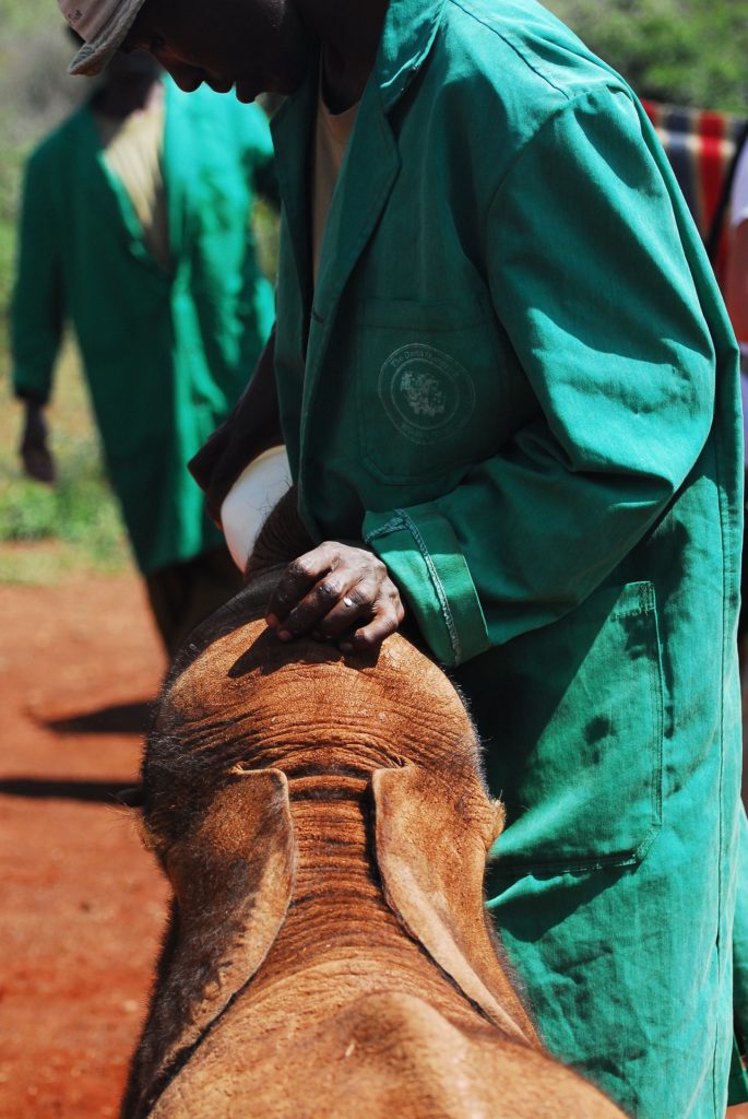 feeding-baby-elephants-4734532_1920